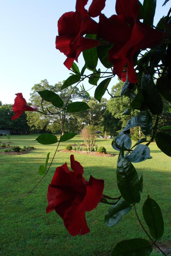Seven Oaks Bed & Breakfast Highpoint 외부 사진